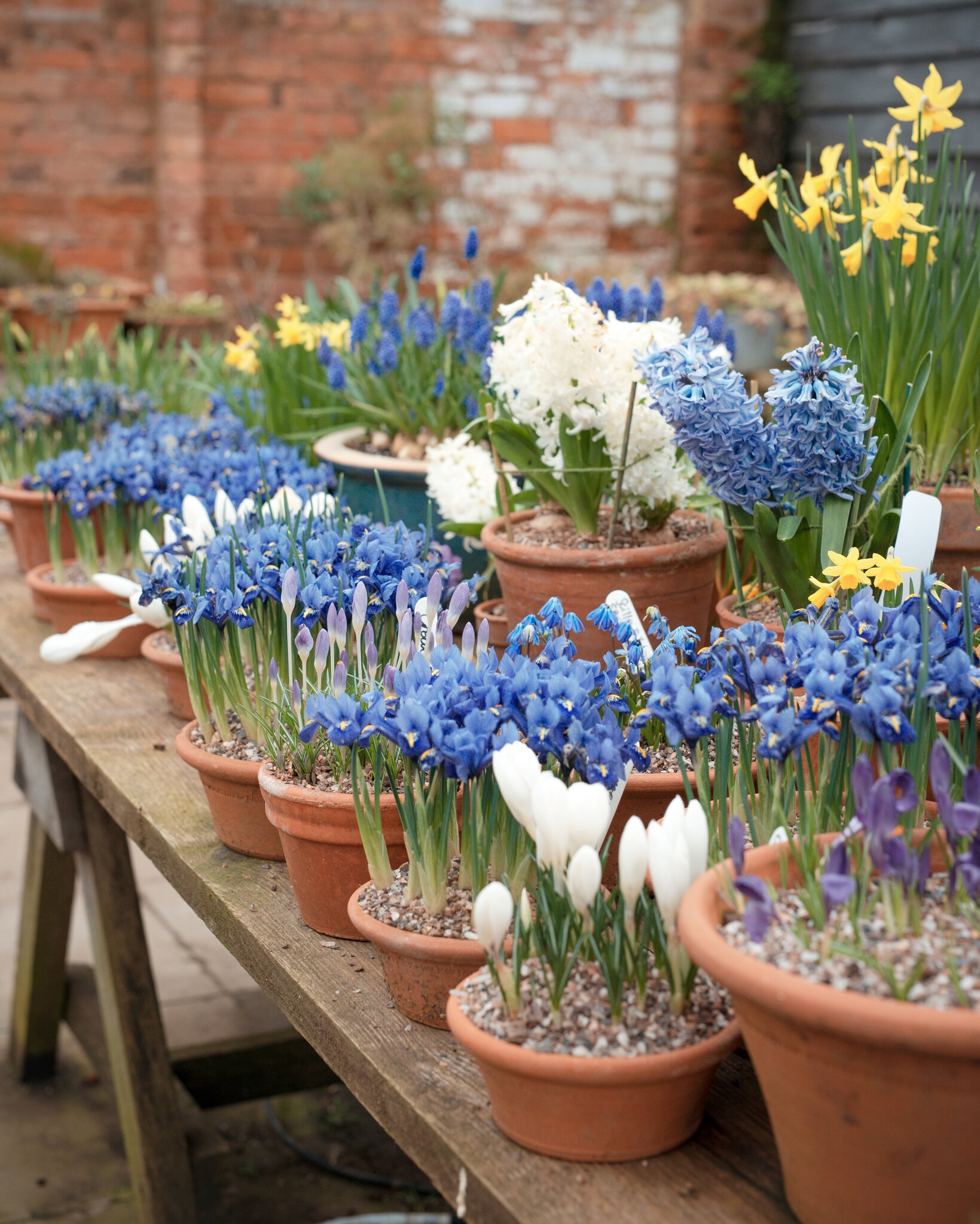 Irises, hyacinths and muscari in pots. Credit Francesca Jones for The New York Times