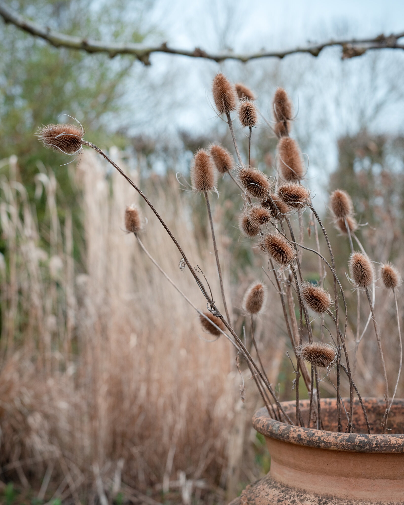 Teasel seed heads. Credit Francesca Jones for The New York Times